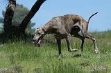 GREYHOUND 101
